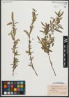 Foto von Salix purpurea L.